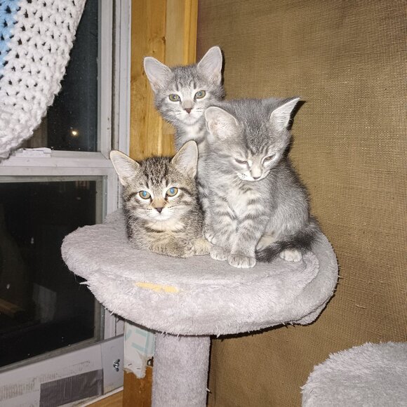 Meet your Posher, Teresa - Picture 2 of 9